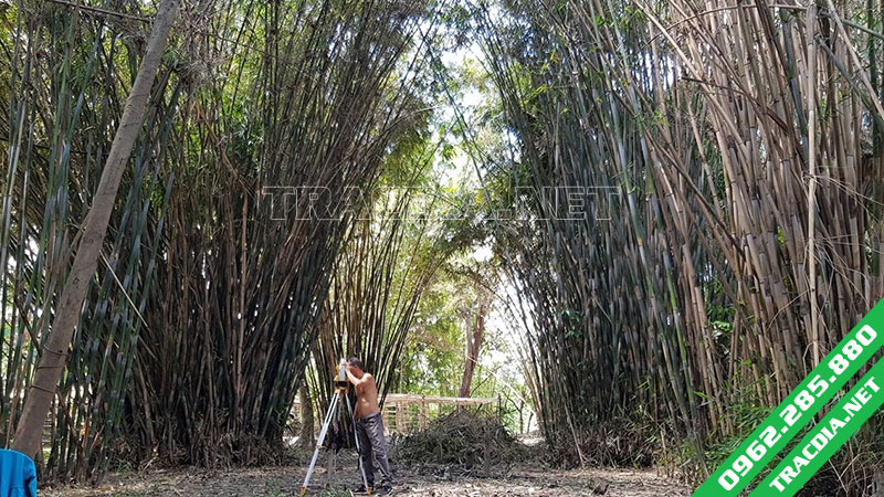 Dịch vụ đo đạc địa chính Hà Nội 5 cong ty do dac dia chinh ha noi